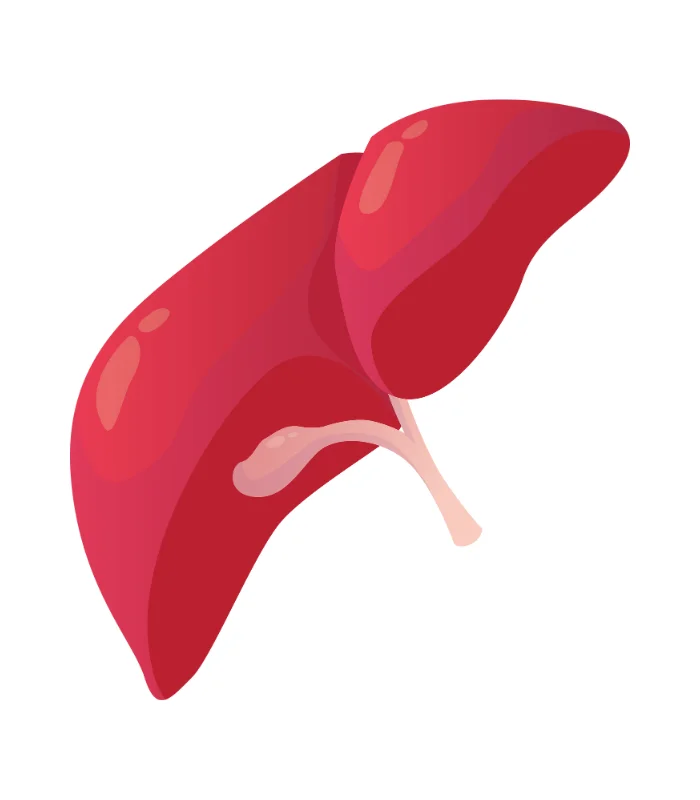 Liver Transplant Surgery Deep Brain Stimulation (DBS) - Image 1