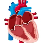 Heart Valve Replacement / Repair